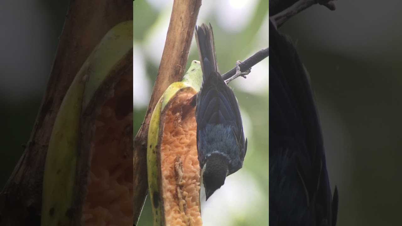 Black-capped Tanager 
