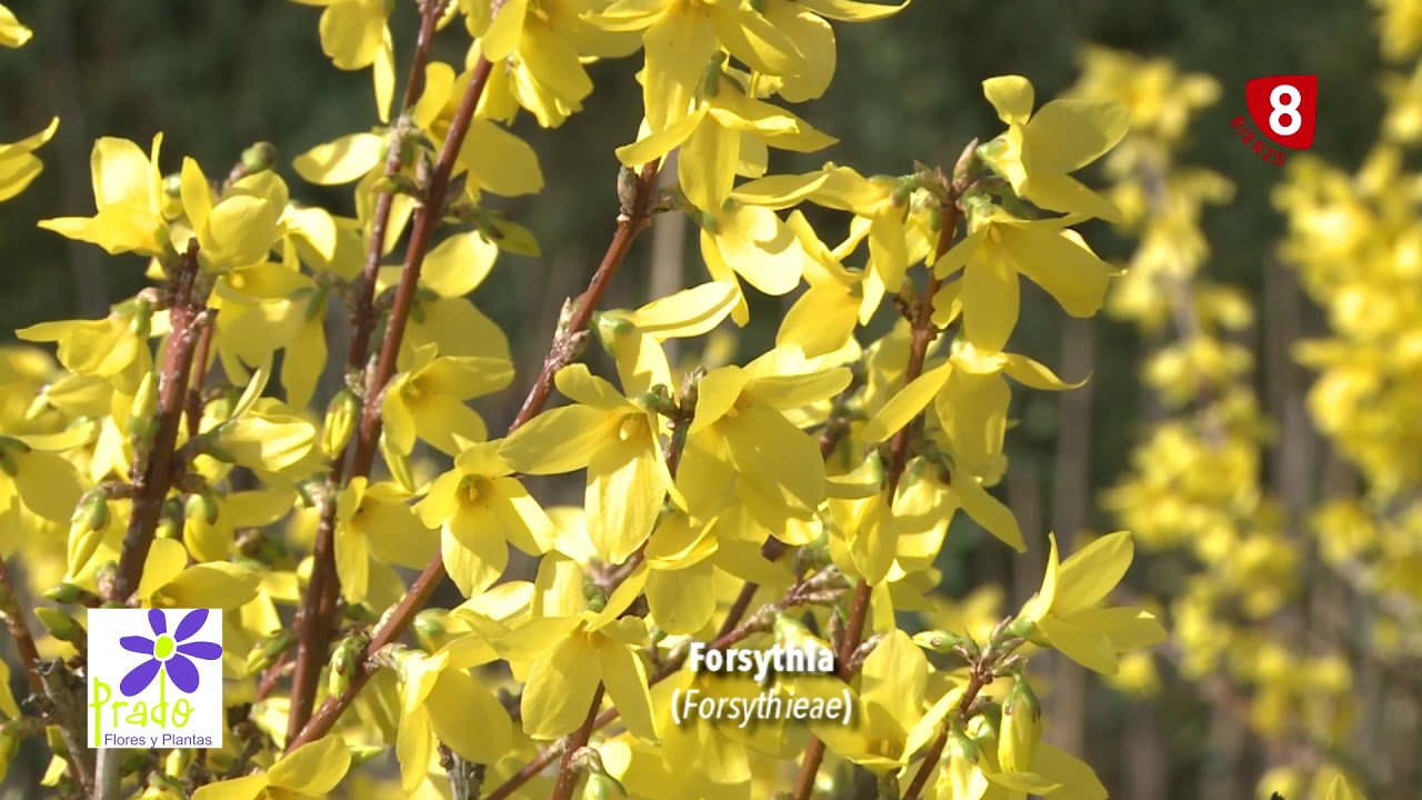 Conocemos la forsythia en tu jardín a punto