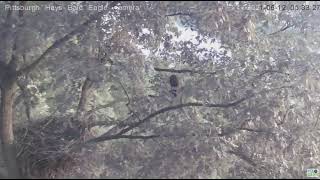 Hays Eagles Juvenile H15 fledges  2021 06 12 5:33:16