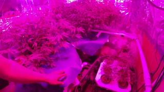 aquaponics update #52