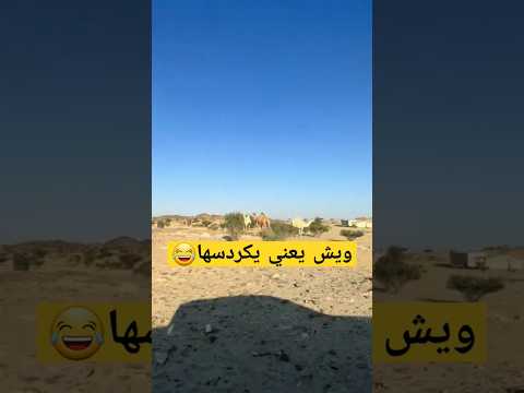 ويش يعني يكردسها