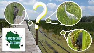 INCREDIBLE Birding Finds at the Horicon Marsh Floating Boardwalk!