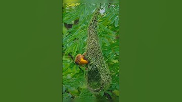 Bird making nest| little bird making nest| house sparrow building nest 😍 #ytshort #viral #birds#nest