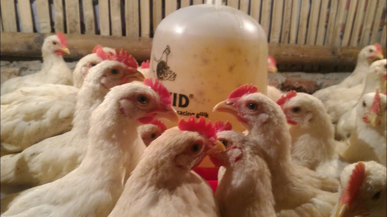 ayam pejantan kena cekrek/crd ini dia solusinya || obat cekrek ayam