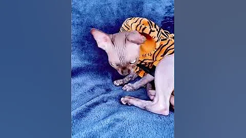 Действительно ли кошкам нельзя давать молоко
