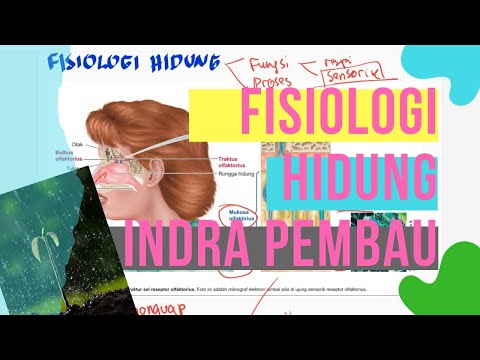 Fisiologi Hidung : Mekanisme Menghindu / Mencium Bau