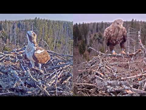 Video: Razlika Med Osprey In Eagle