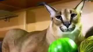 Big Floppa Funny Moment