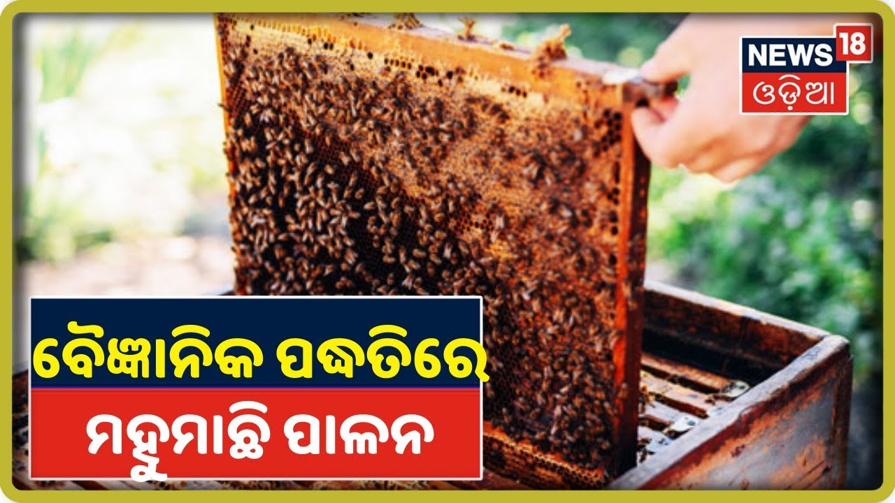Annadata | ବୈଜ୍ଞାନିକ ପଦ୍ଧତିରେ ମହୁମାଛି ପାଳନ(Honey Bee Farming)