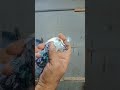 tatera kabutar..#.sahid nagar pigeon shop 🕊️