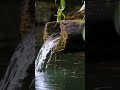 صوت خرير المياه بدون موسيقي رائع جدا 4k ارح اعصابك مع اجمل مافي الطبيع rain الطبيعة mp3