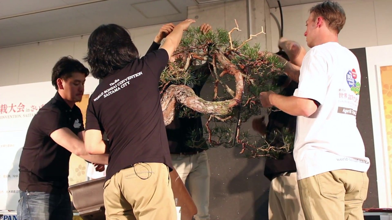 Progression videos - Bonsai Empire