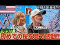 【夫婦で初来日】日本で初めて桜を見た外国人夫婦の反応が可愛すぎる #FREERIDE #外国人 #おもてなし