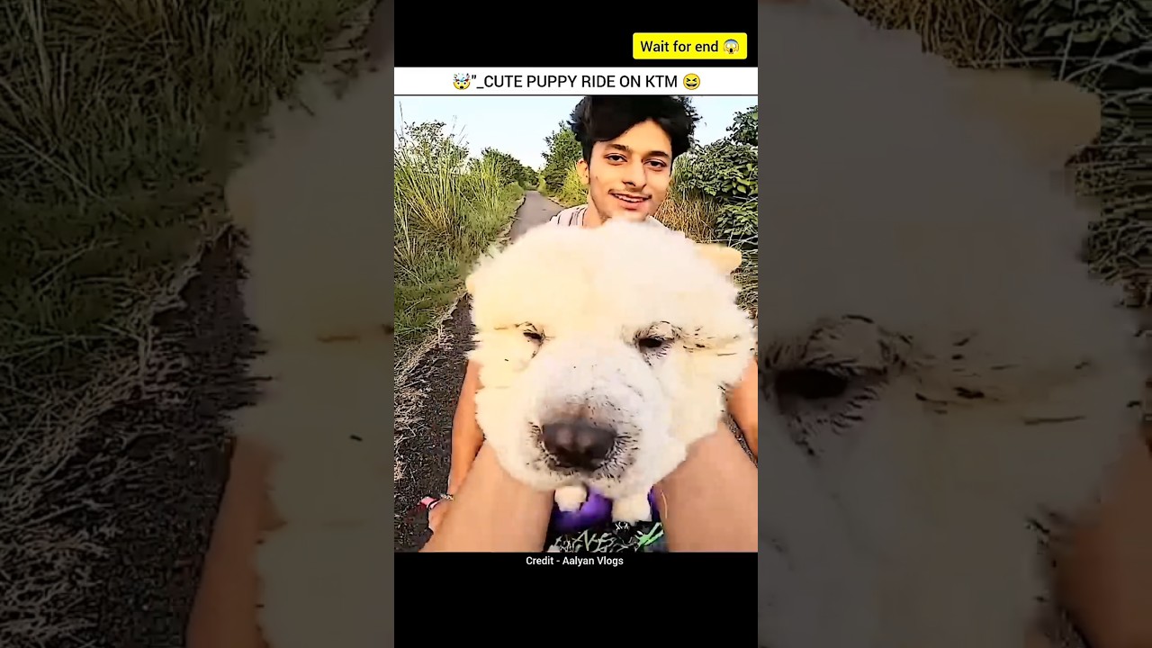 CUTE PUPPY FIRST' RIDE ON KTM 😱💥 MOTOVLOG #short #rider #trendingshorts #bike #zx10r