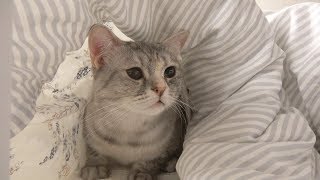 Kitty in the blanket wants to sleep with mommy (ENG SUB)