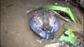 Male túngara frog serenades females | Science News