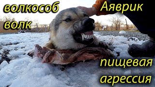 Волкособ волк Аяврик пищевая агрессия vs питбуль.