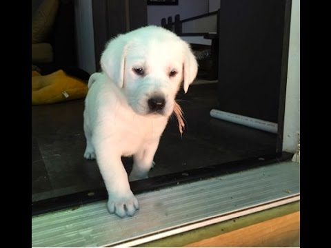 labrador puppy stairs