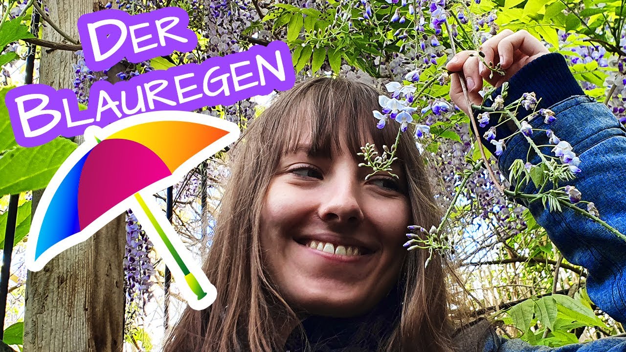 Blauregen (Wisteria)  Pflege im Garten