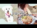 犬が幸せすぎる場所…🐶ドッグラン天国で大はしゃぎした2日｜ドギーズアイランド