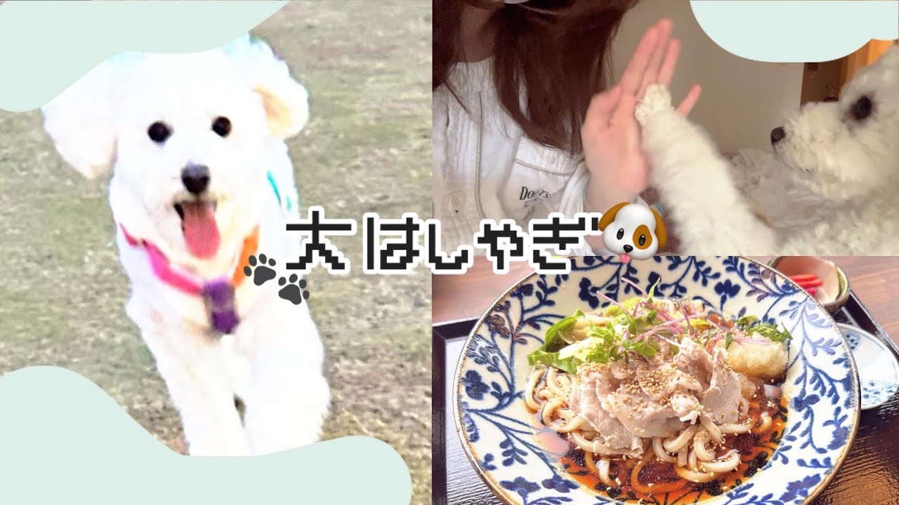 犬が幸せすぎる場所…🐶ドッグラン天国で大はしゃぎした2日｜ドギーズアイランド