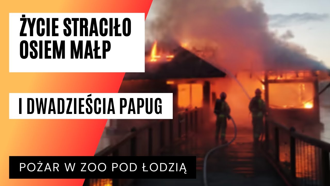 Tragiczny pożar w ZOO pod Łodzią „Niestety zwierzęta nie przeżyły