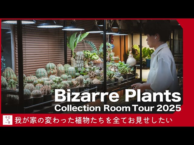 Plant Tour & Showcase] Introducing My Collection of Caudex