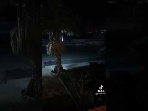 يل ي معاك خليت الهوى والشوق يلحو هاني شاكر