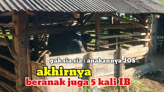 Sapi berangus super jumbo ahirnya melahirkan#