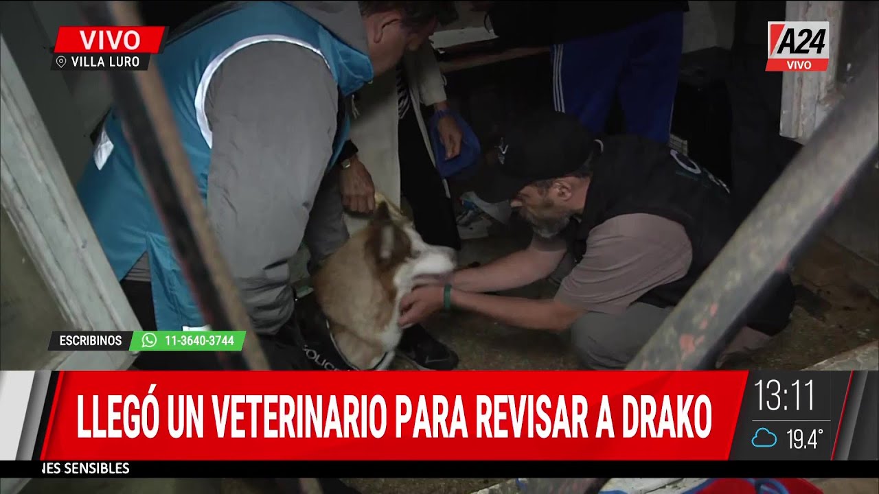 Video: el emotivo rescate de Drako, un perro encerrado y abandonado por su dueño