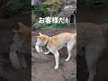#王子君#いぬ#dog#縄文柴犬#お客さん#26.3.20