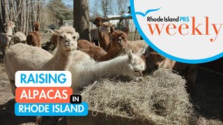 Raising Alpacas in Rhode Island | Rhode Island PBS Weekly