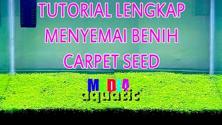 cara mudah menanam carpet seed aquascape