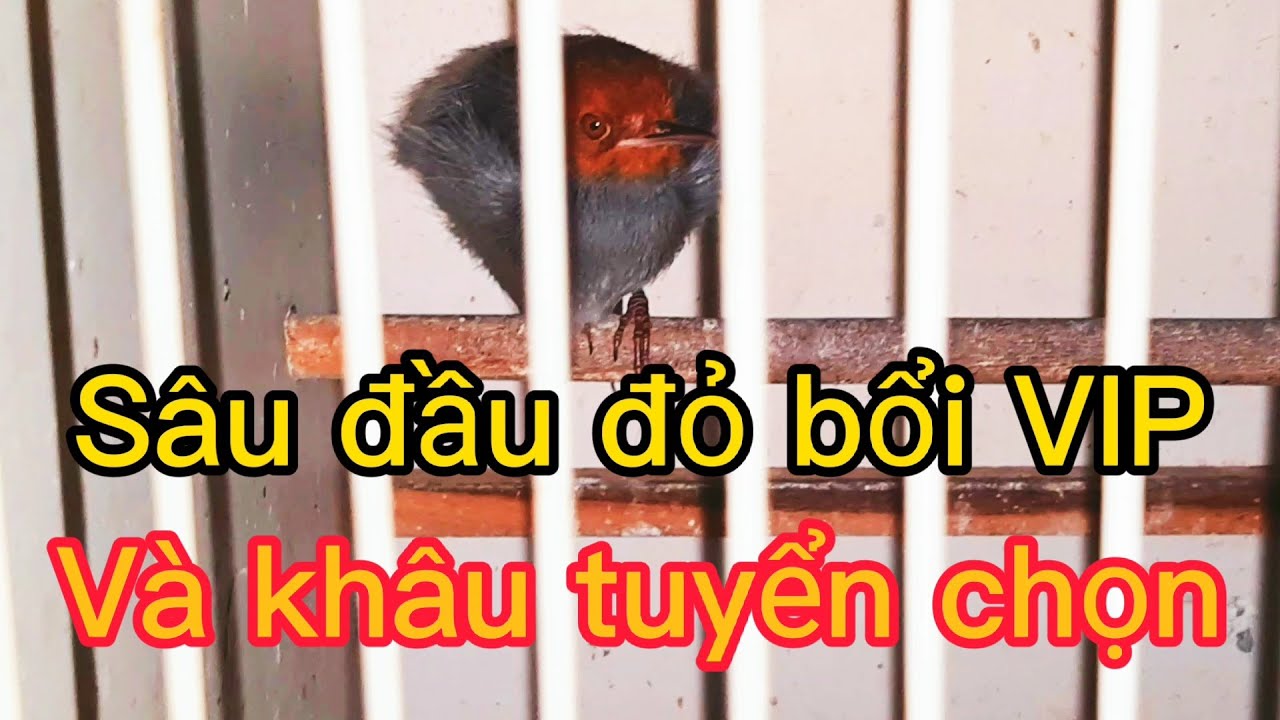 Cách chọn sâu đầu đỏ bổi VIP, tố chất sau khi bắt ở rừng về #0778989873 #linhhocmon #saudaudo