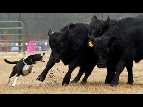 Watch cattle dogs in action at Southern 