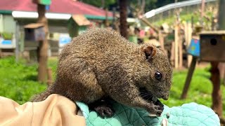 I visited a popular Tokyo spot where 200 squirrels live freerange! Machida Squirrel Garden