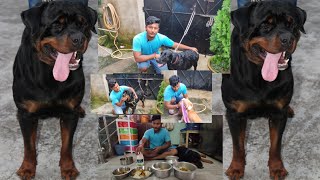 my dog's shower routine