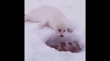 Байкальская нерпа❤️
