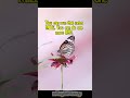 Butterflies Fly 3000 Miles Without Quitting 🦋 | So Can You#youtubeshorts #shorts #fitness #trending