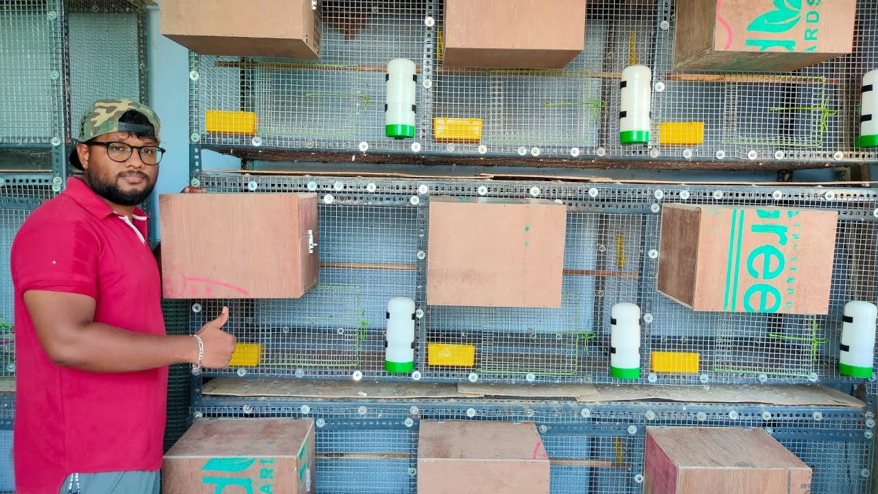 Cockatiel Breeding Box Fixing | My Cage | தமிழில் | fancy birds chennai
