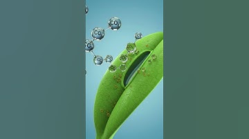 Photosynthesis Explained: The Plant