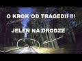 🇵🇱 Krynica Morska. Gdańsk-Sobieszewo. JELEŃ ! Pomorskie. Polska. Jak dojechać.
