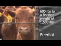 Agriculture: Minnesota Livestock Farmers, Beef Production