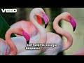 De flamingo, Leren en Lachen, deel 5