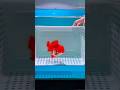Adorable Oranda Goldfish | Cá vàng Oranda đỏ trắng cực cuốn hút trong bể cá #aquarium #fishtank