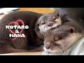 爆笑コンビ！カワウソコタローとハナの最高傑作選　Otter Kotaro&Hana Funny Moments Compilation