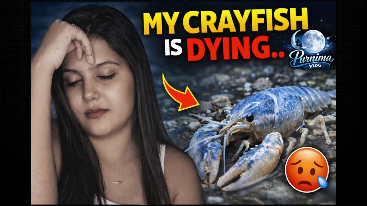 My Crayfish Is Dying/Mera Crayfish Mar Raha Hai.