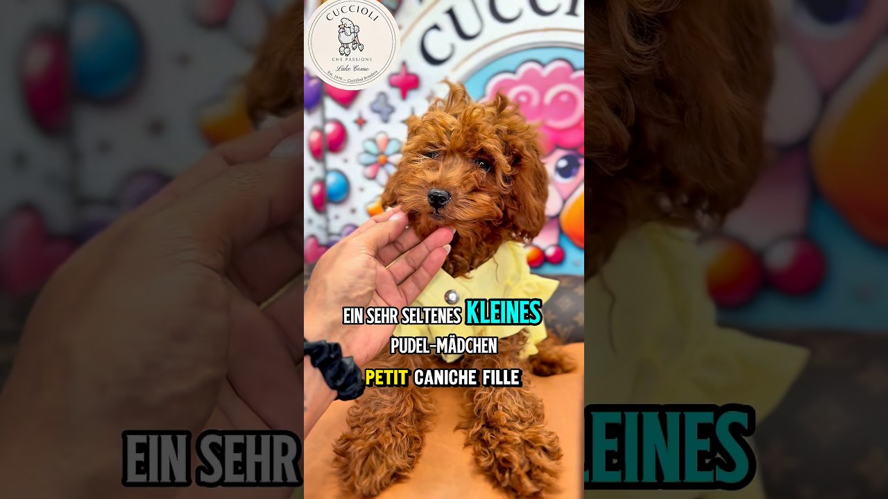 RUBY — FENOTIPO BARBONCINO TOY