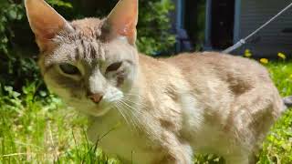 Lincoln the lynx point Siamese camera test 4K