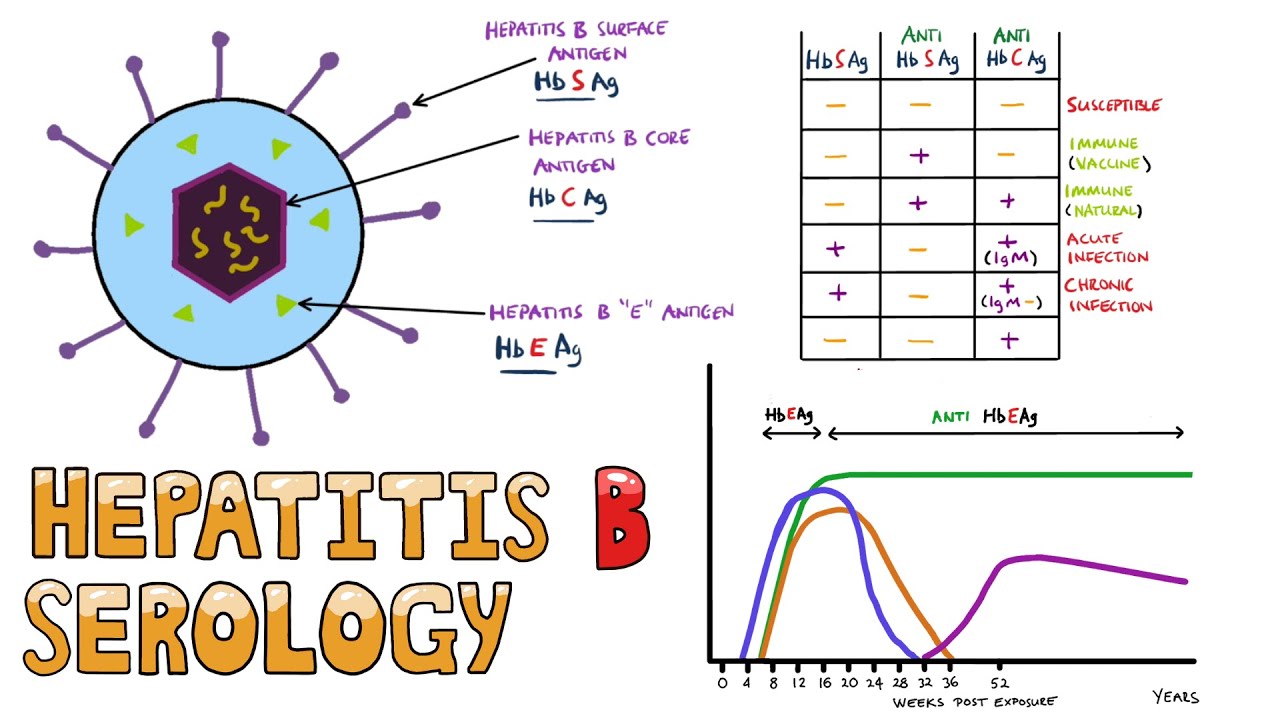 Hepatitis B Serology MADE EASY - How to Interpret Hepatitis B Serology